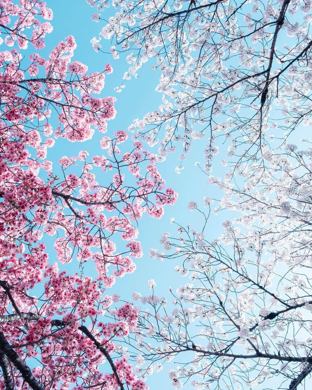 国分真央さんのインスタグラム写真 - (国分真央Instagram)「. うちの近くは河津桜と染井吉野のコラボが見れます☺︎ 🌸 ⁡ 今年もここに来れて良かった。 天気も晴れてよかったな ❀ 𓂃 𓈒 𓂂𓏸 ⁡」3月30日 18時44分 - mao_kokubu