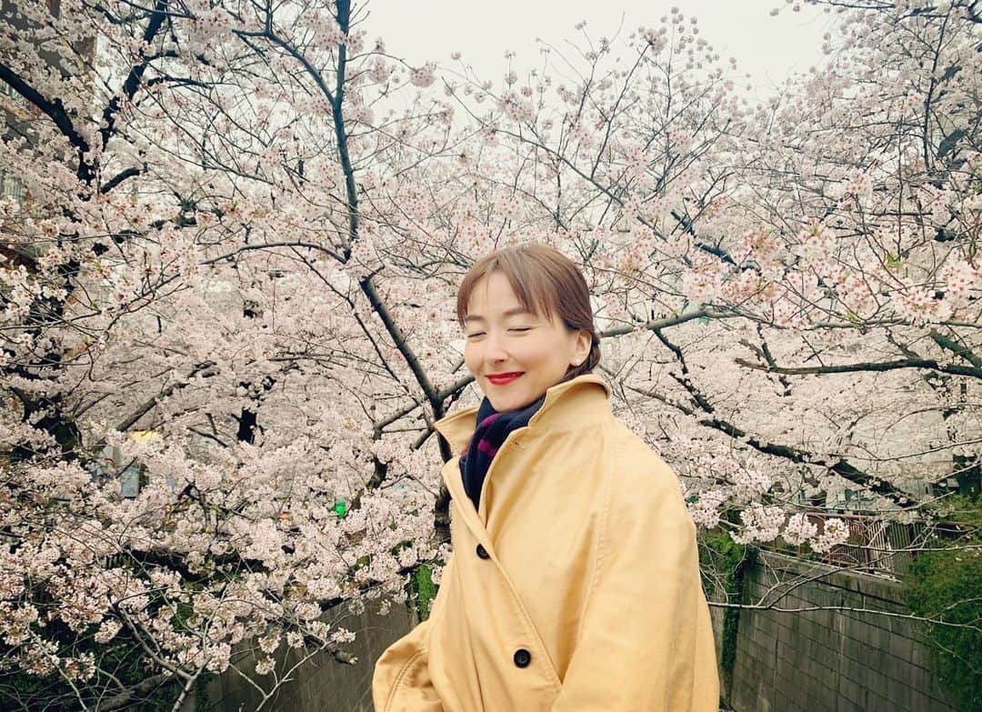 東麻美さんのインスタグラム写真 - (東麻美Instagram)「毎年綺麗で嬉しいね🌸  ちぃと寒くても うれしいね💤🌸  #桜#cherryblossom」3月30日 20時03分 - asamihigashi