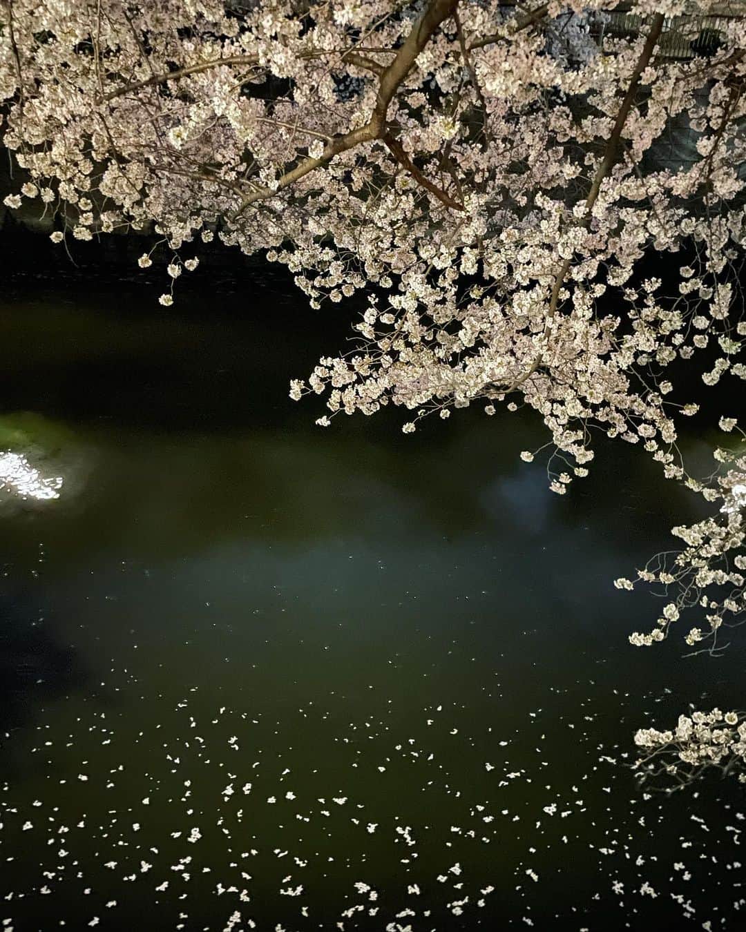 熊澤枝里子のインスタグラム：「「川に写る桜」  桜が美しくて美しくて。 ずっと眺めてられるし、 写真を撮り出すととまらない。  毎年この時期のカメラロールは桜だらけ。  ありがとう桜🌸 自然🌏」