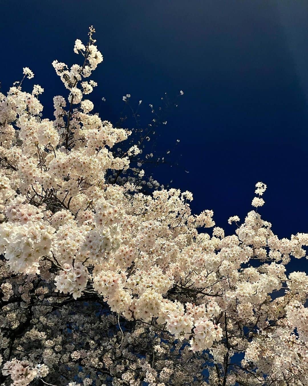 熊澤枝里子のインスタグラム：「「空に浮かぶ桜」  ダミアンハースト展を見て、タイトルつけはじめた。笑」