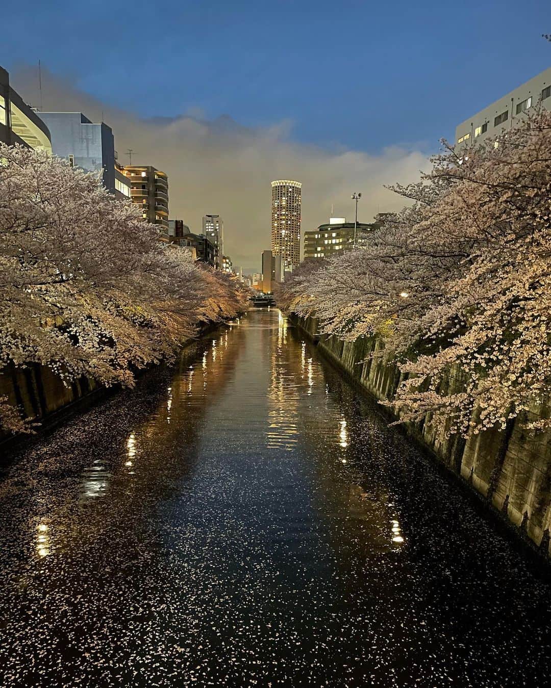 熊澤枝里子のインスタグラム：「☺️🌸🌸🌸 「目黒川と桜」  #cerryblossom  #桜 #japan  #tokyo」