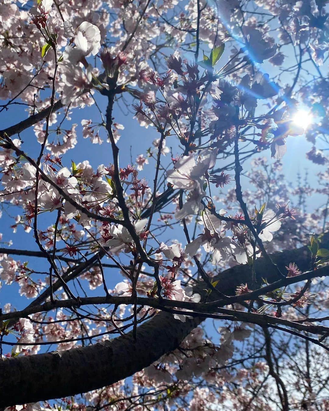 矢野帆夏さんのインスタグラム写真 - (矢野帆夏Instagram)「桜おすすめスポット。  🌸江田島市 学びの館 向側公園の桜は満開でした！  次は館内も見てみたい！  #広島#江田島#瀬戸内#桜 #STU48#矢野帆夏 #学びの館#向側公園#おすすめスポット #hiroshima#setouchi#etajima #camera#photo#Japan#Heather」3月30日 20時41分 - yanohonoka.stu48