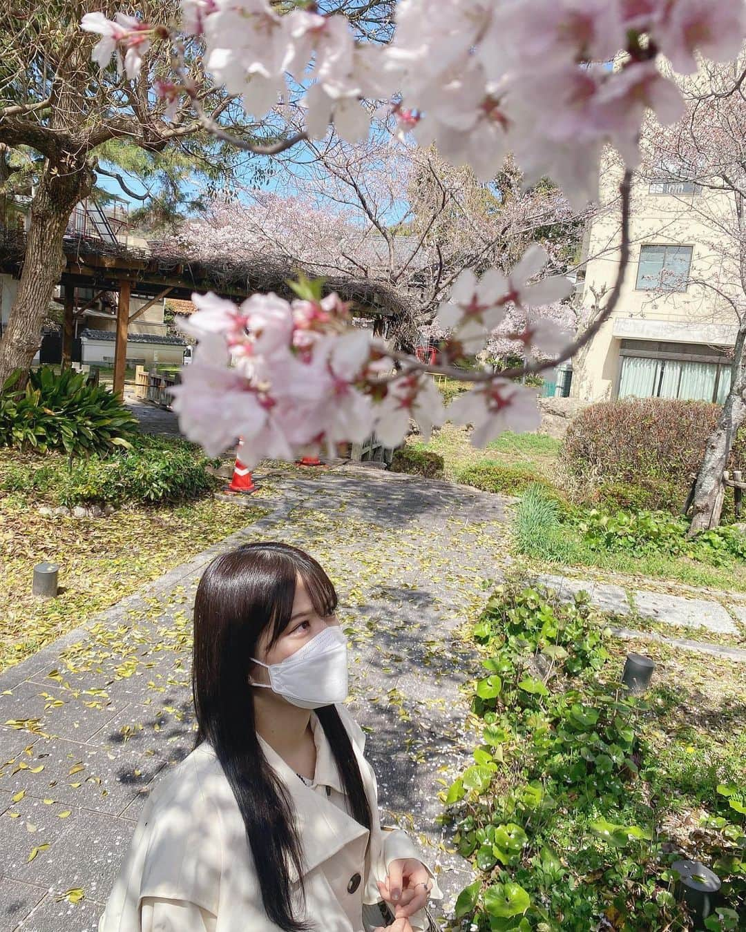 矢野帆夏さんのインスタグラム写真 - (矢野帆夏Instagram)「桜おすすめスポット。  🌸江田島市 学びの館 向側公園の桜は満開でした！  次は館内も見てみたい！  #広島#江田島#瀬戸内#桜 #STU48#矢野帆夏 #学びの館#向側公園#おすすめスポット #hiroshima#setouchi#etajima #camera#photo#Japan#Heather」3月30日 20時41分 - yanohonoka.stu48