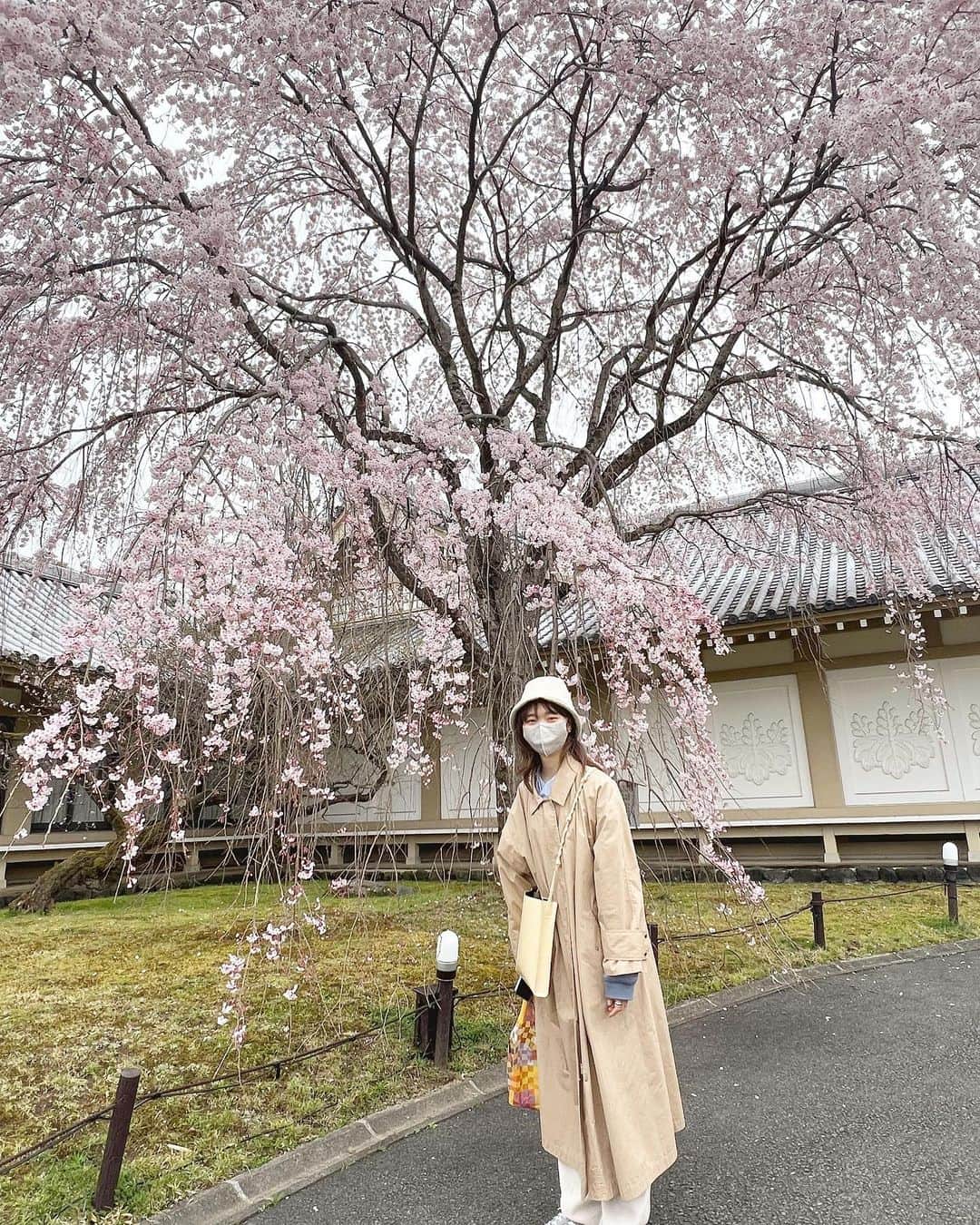 福間エリサのインスタグラム：「桜を見る会。 念願の京都桜、やっと叶いました。 美しすぎて感動だった。。  #桜を見る会 #前傾姿勢 #京都桜巡り」