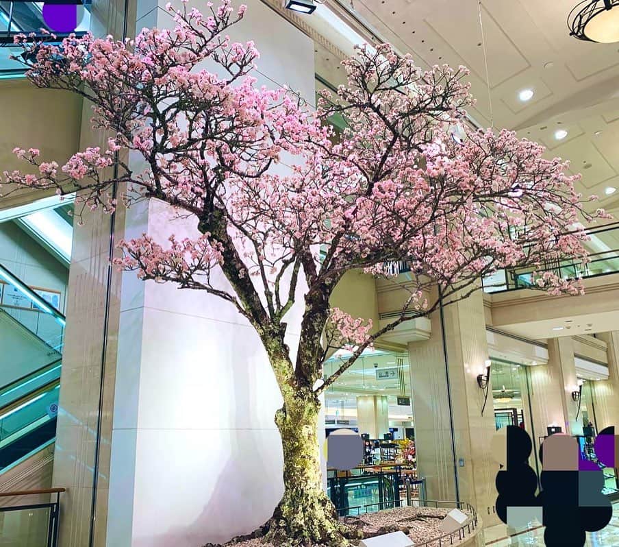 のインスタグラム：「大丸神戸店にも桜が🌸 元町生活最後の夜の景色をゆっくり眺めながら…英國屋さんのシフォンケーキ🤤✨ 元町での暮らし、楽しかったな💖 ありがとう(๑′ᴗ‵๑)」