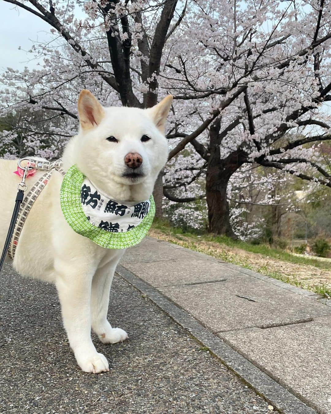 さなのインスタグラム：「桜が咲いたらしーけど、別に。  #真顔選手権 #興味ねぇ #怒ってはいない #アゴを引けアゴを　#とうとう誇らしげ #12年前に作ったバンダナ　#つけてみた #ヨダレかけにしかみえん　#もしくは地蔵」