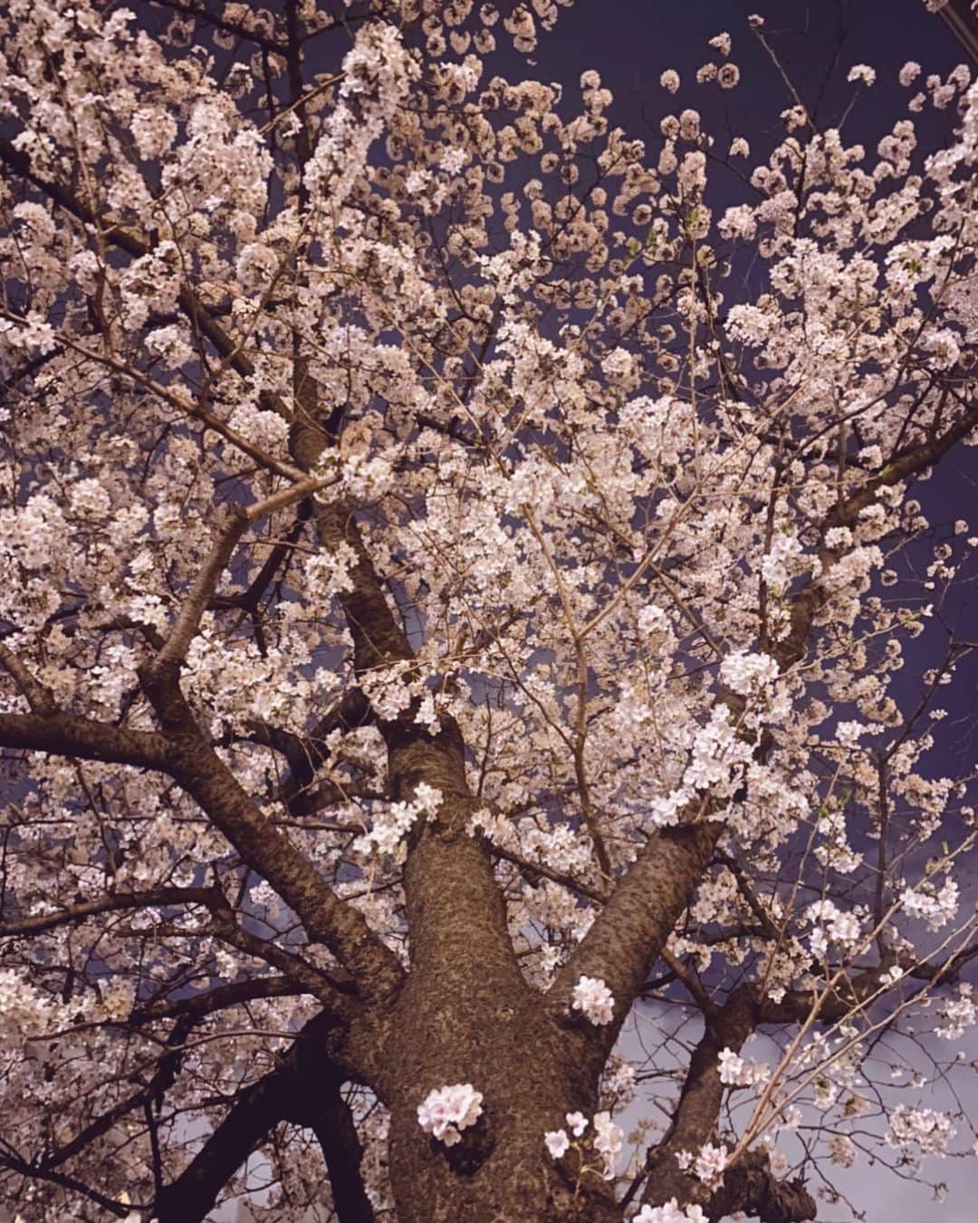 金子エミさんのインスタグラム写真 - (金子エミInstagram)「🌸桜咲く🌸  やっぱり桜、綺麗ですね！ 大木に咲くたくさんの花々。 主役はな花なのか、いや樹なのか？ どちらも主役であり脇役であるからこそ互いに引き立て合っています。  樹は花が咲かなければ命をつないでいくことができず、花も樹がなければそこに咲くことができません。 満開の花咲く樹を見て、とても励まされ癒されます。  綺麗に咲いた花を誇らしげに思う樹、またこの樹に咲かせたことを誇らしげに お互いに喜び合う生命の鼓動を感じます🌸🫀🌳✨  この満開に咲く花たちが自らの命を精一杯使って 自然界の役に立ち喜ばれて命を燃やすように 私たち一人一人も自分の良いところを存分に使って 今を喜びにして生きていくことが この星に生まれて生きていく最大の役目なのではないかと感じます。」3月30日 20時58分 - emikaneko1114