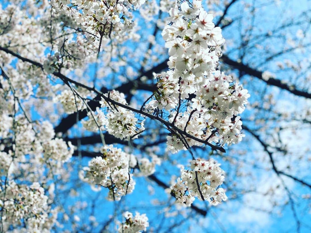 小林夏子さんのインスタグラム写真 - (小林夏子Instagram)「日が長くなってきて 息子たちのお目覚めが更に早まって 眠い目で窓を開けたら 春の匂いがした🌸  四季の匂いってあるよねぇ。  今年の桜も綺麗〜  なぜか頭にのせたがる笑  花ごとおちてきた 髪飾り× 頭飾り◎  なかなか素敵だよ！  #spring #seasons  #morning #cherryblossom  #mysecondson #fineday #walking #days #happy #love #life #thanks」3月30日 21時27分 - natsuko.0803