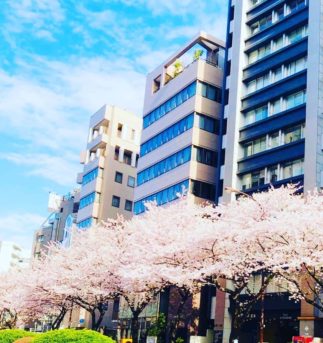 西川史子さんのインスタグラム写真 - (西川史子Instagram)「恵比寿のシロノクリニックを出て、明治通りの桜を見ました。綺麗すぎて、泣きそうでした。 来年は、違う気持ちで桜を見上げたいなと思ってます。色々ありましたが、今は落ち着いて、元気にしております。病気は人生を変えてしまいますが、私が変わってしまったわけじゃないし、全て無くしたわけではありません。 もうすぐ、誕生日。新しい私の始まりと思ってます。 #桜 #シロノクリニック恵比寿」3月30日 21時47分 - dr.ayako_nishikawa