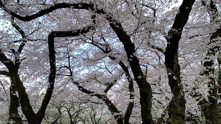 忍成修吾のインスタグラム：「満開の桜。」