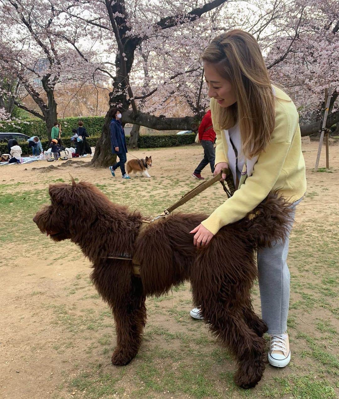 のインスタグラム：「・ めちゃくちゃ可愛いお友達のラブラドゥードル🐩💕 え、オーストラリアンラブラドゥードル！？😍って聞いたら、千葉産やねんって言われました笑 千葉だろうがオーストラリアだろうが可愛くてたまらん🥲私の大型犬を飼う夢がまた大きくなりました🥰 ・ 暖かくなってきて御散歩も楽しいし、春服も楽しい✨最近かなりの頻度で着ているカーディガンは @comy.jamy のものです。タオルみたいな生地で着心地が最高❤️ ・ #ラブラドゥードル #大型#labradoodle #doodle #dogsofinstagram #dogoftheday #わんすたぐらむ#犬が好き #poodle #153cmコーデ #低身長コーデ#fashion #outfit #ootd #cordinate #simple #mamafashion #sサイズコーデ #シンプルコーデ #ファッション　#コーディネート#ママコーデ #ハイトーンカラー #ハイトーン#カジュアルコーデ #大人シンプル #30代ファッション#全身コーデ#カーディガン#お花見」