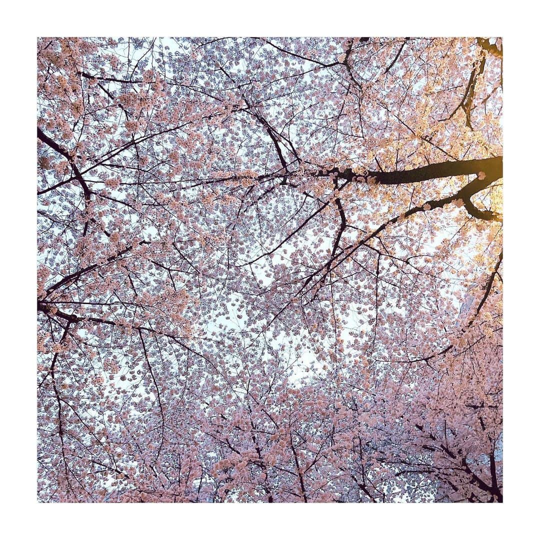 沙央くらまさんのインスタグラム写真 - (沙央くらまInstagram)「🌸桜の季節が好き  また今年も桜を眺めながら  心にゆとりと豊かさのある人でいたい  と感じました  伝えたい想いを素直に伝えよう  皆さんは桜🌸みれましたかー❓  オンラインサロンでも春をテーマにした歌を歌ってみました🌸  🌸🌸🌸  #春 #🌸 #桜 #桜の季節」3月30日 22時10分 - kurama_sao