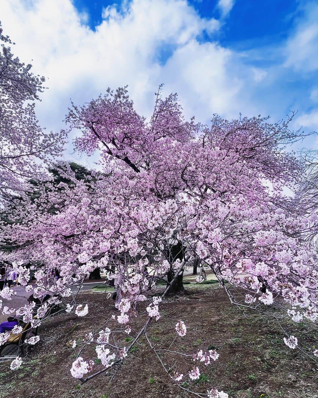 辰巳ゆいのインスタグラム：「桜が満開でした🌸 お花がたくさん咲く春はやっぱりいいね💕  iPhoneのカメラでキレイに撮れるから、ミラーレスより携帯使いがち🤣」
