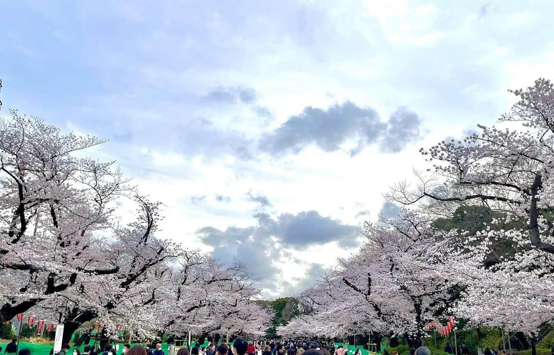 松谷彼哉のインスタグラム：「やっと会えたね  恋しかったよ🌸  ＃上野恩賜公園 ＃桜 🌸 ＃桜2022 🌸 ＃松谷彼哉 ＃ダッフィー 🧸」