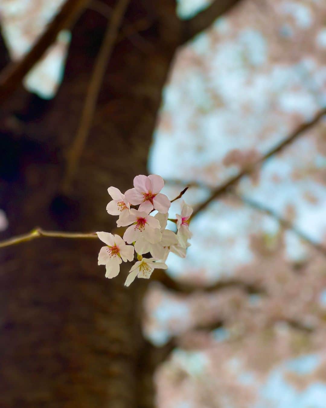 森山愛子さんのインスタグラム写真 - (森山愛子Instagram)「今年も桜は美しい。  #桜 #さくら #sakura  #cherryblossom」3月31日 9時24分 - aiko_morimountain
