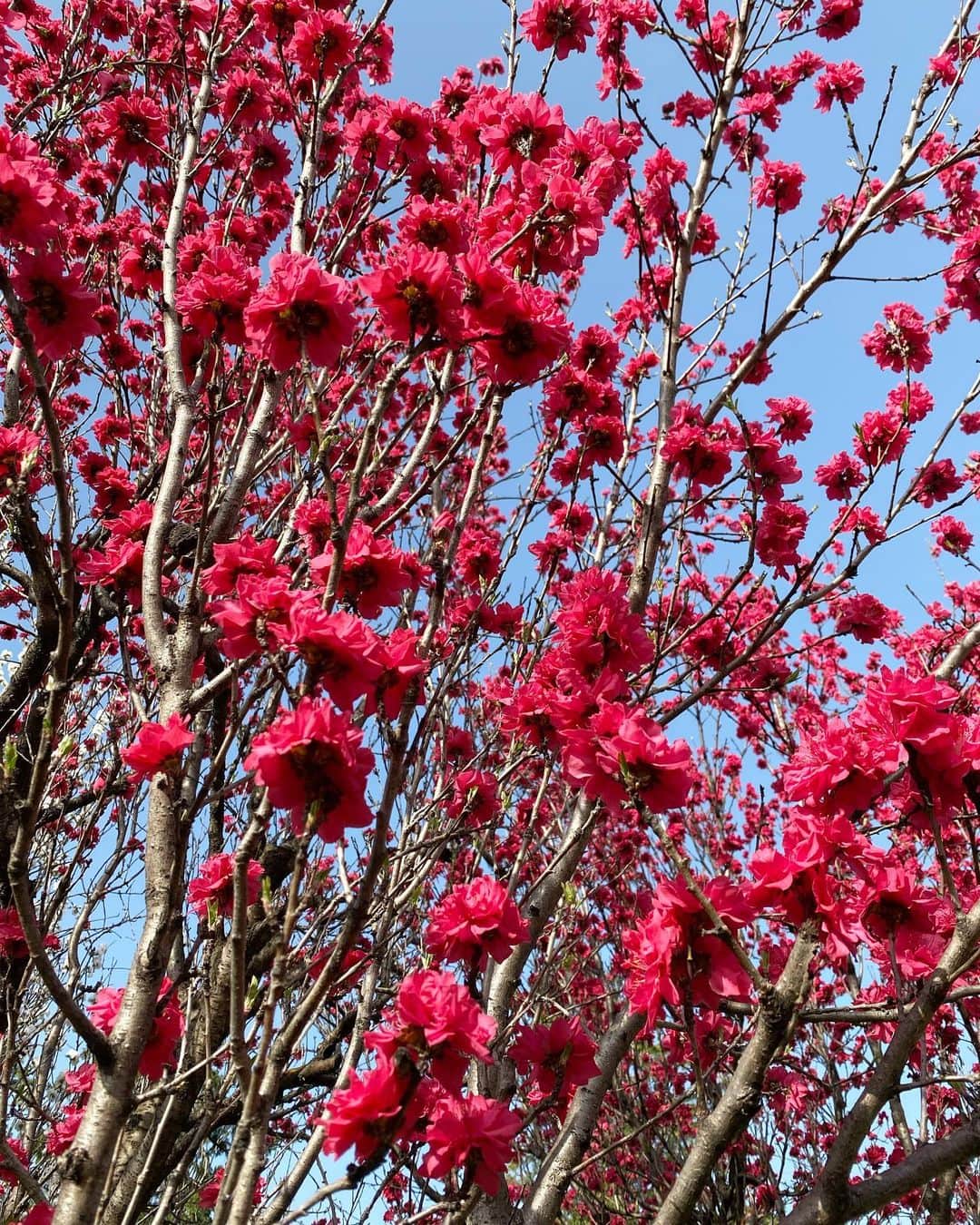 高岡早紀 さんのインスタグラム写真 - (高岡早紀 Instagram)「おーはよ。 散歩が楽しい季節です。。」3月31日 9時57分 - saki_takaoka