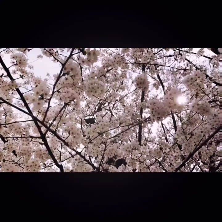 瀬戸マドカのインスタグラム：「2022*桜·記録🎥🌳 · · · · · · 離れている友に見せたくて🌈⛅撮りに行った📷️ · 見ててよね🌈 · · #桜 #自然 #穏やか #さくら #満開 #2022桜 #japan #tokyo #nature #sakura #japaneseblossom #blossom #🌸」