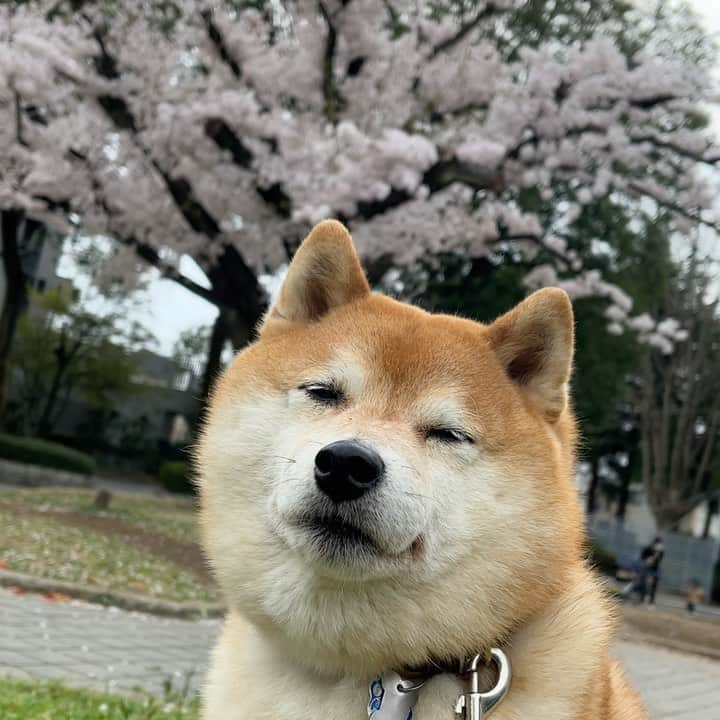 豆柴つむじくんのインスタグラム：「今日も桜と #豆柴 #柴犬 #시바견 #shiba #shibainu #shibastagram #shibalove #shibadog #つむじ #ここ柴部 #毎日撮ってる」