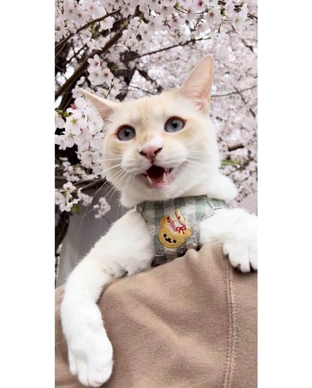 ソルトのインスタグラム：「お返事している画像はこれしか無かったです😅 ぼやけてますが💦アップにすると更にぼやけちゃいますが😅  3枚目はポストカード 候補 どれがいいと思いますか？🤔  2枚作る予定です🐱🌸」