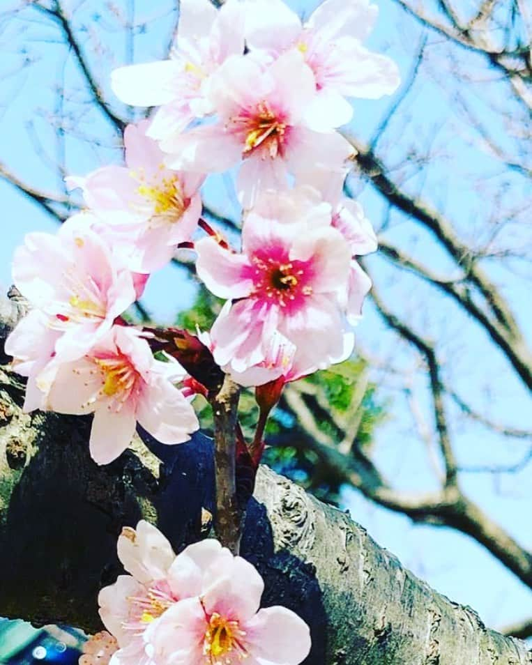 竹下佳江のインスタグラム：「#桜の季節🌸#ホッとする #小さい頃から見てた景色 #出会いと別れ #笑顔でいたい #大切な場所 #福岡県#北九州市#門司区  小さなアパートで家族4人で住んでいた 幼い頃の思い出🏢 アパートの前には桜🌸がたくさん😊 春の季節によみがえる景色🌸🌸🌸 アパートは解体されてたけど😢 忘れない✨大切にしたい思い出❤️」