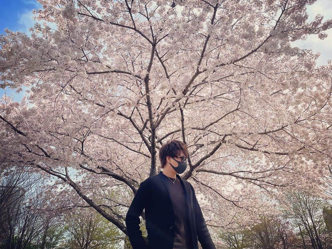 吉田三郎のインスタグラム：「桜が満開〜🌸  美しき日本の誇り」