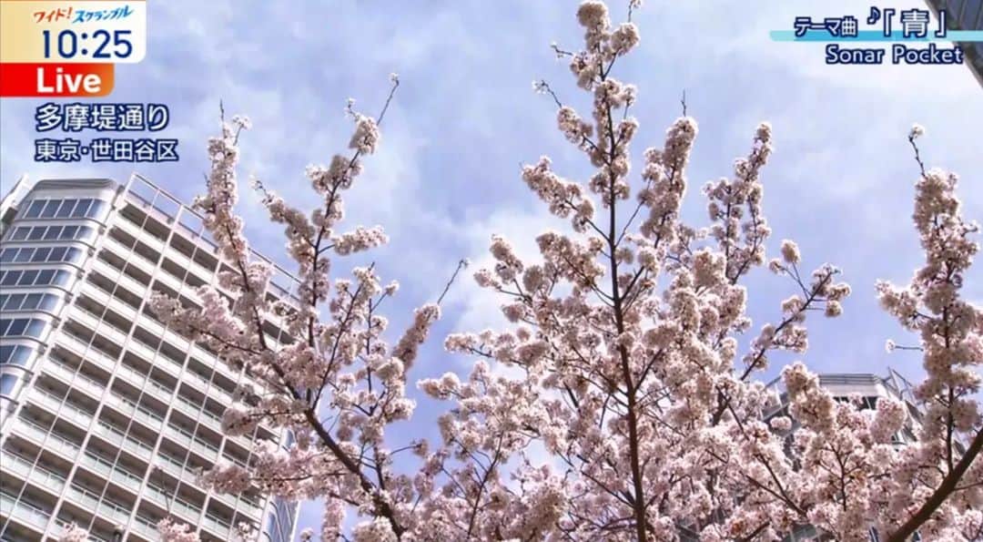 テレビ朝日「大下容子ワイド！スクランブル」さんのインスタグラム写真 - (テレビ朝日「大下容子ワイド！スクランブル」Instagram)「きょうは東京・世田谷区の多摩堤通りの桜です。  世田谷区二子玉川駅から５分ほどの所にある桜並木です 東京はきょうも20℃を超える暖かさとなりますが 夜は雨が降る所が多くなりそうで、 夜桜見物は折り畳み傘があったほうがよさそうです。  #テレビ朝日 #ワイドスクランブル #天気 #世田谷区」3月31日 12時20分 - wide_scramble