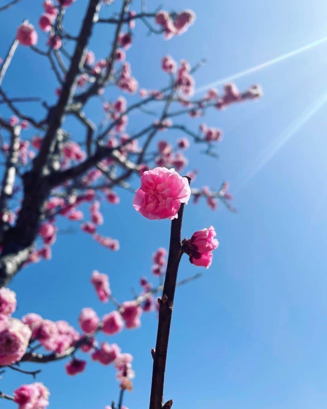 土屋太鳳さんのインスタグラム写真 - (土屋太鳳Instagram)「今日の東京は これから満開の桜の空から 雨が降る予報となっていますが 丸2年の今日は 満開の桜の上に雪が積もっていました。 . 今日は　 #佐々部清 監督が旅立たれた日です。 . 映画『 #日輪の遺産 』と ドラマ『 #約束のステージ～時を駆けるふたりの歌～』で あたたかく見守ってくださって 役に導いてくださった佐々部監督。 . いま空の向こうで起きていることを 佐々部監督が知ったら どんな作品を創られただろう。 コロナ禍が続く今、 何を伝えようと思われただろう。 そして 佐都として、素敵なお母さんと一緒に 食堂を切り盛りする姿を観たら どんな感想をくださったかなぁ… 「おっ！今度の食堂は何が名物料理なの？亅と 笑ってくださったかな。 . きりがないけれど… 思いを馳せて今日を過ごそうと思います。 . １枚目は梅。 東京では桜が満開だけれど 先日、撮影でお世話になった場所では 梅がとても美しかったので。 . 「自分が創りたい作品、描きたいことを どんなに時間をかけてでも創るんだ！亅 という佐々部監督のお姿は キリッとした空気の中で咲く梅のようだな と、心でいつも思ってました。　 . ２枚目は、桜。 心からの感謝を込めて。」3月31日 12時44分 - taotsuchiya_official