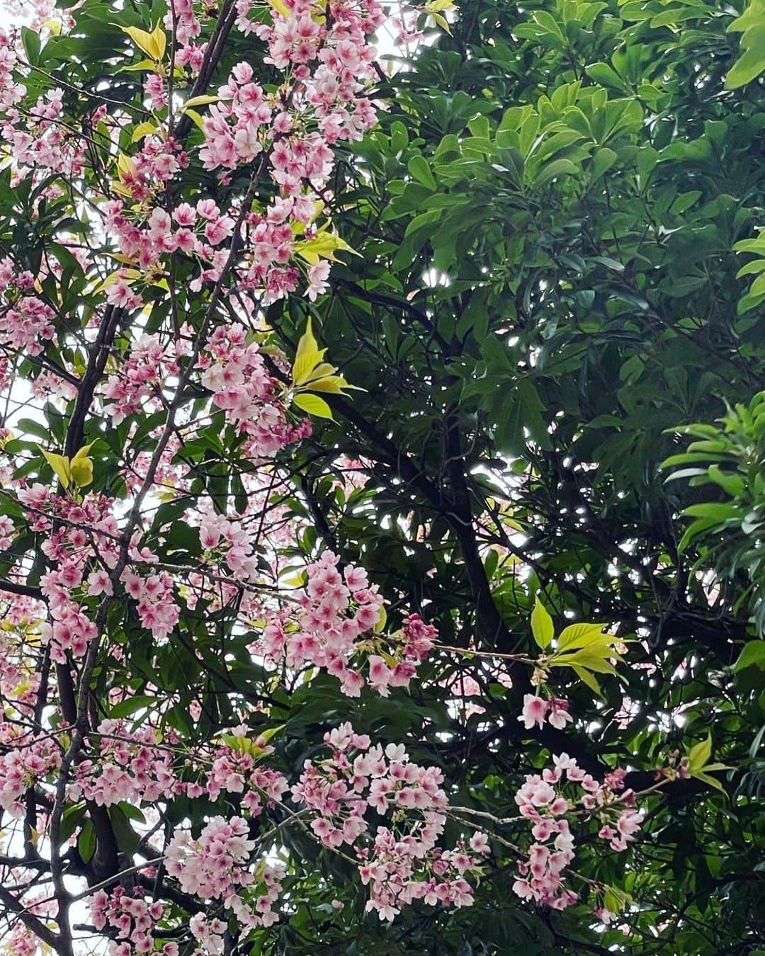 土屋太鳳さんのインスタグラム写真 - (土屋太鳳Instagram)「今日の東京は これから満開の桜の空から 雨が降る予報となっていますが 丸2年の今日は 満開の桜の上に雪が積もっていました。 . 今日は　 #佐々部清 監督が旅立たれた日です。 . 映画『 #日輪の遺産 』と ドラマ『 #約束のステージ～時を駆けるふたりの歌～』で あたたかく見守ってくださって 役に導いてくださった佐々部監督。 . いま空の向こうで起きていることを 佐々部監督が知ったら どんな作品を創られただろう。 コロナ禍が続く今、 何を伝えようと思われただろう。 そして 佐都として、素敵なお母さんと一緒に 食堂を切り盛りする姿を観たら どんな感想をくださったかなぁ… 「おっ！今度の食堂は何が名物料理なの？亅と 笑ってくださったかな。 . きりがないけれど… 思いを馳せて今日を過ごそうと思います。 . １枚目は梅。 東京では桜が満開だけれど 先日、撮影でお世話になった場所では 梅がとても美しかったので。 . 「自分が創りたい作品、描きたいことを どんなに時間をかけてでも創るんだ！亅 という佐々部監督のお姿は キリッとした空気の中で咲く梅のようだな と、心でいつも思ってました。　 . ２枚目は、桜。 心からの感謝を込めて。」3月31日 12時44分 - taotsuchiya_official