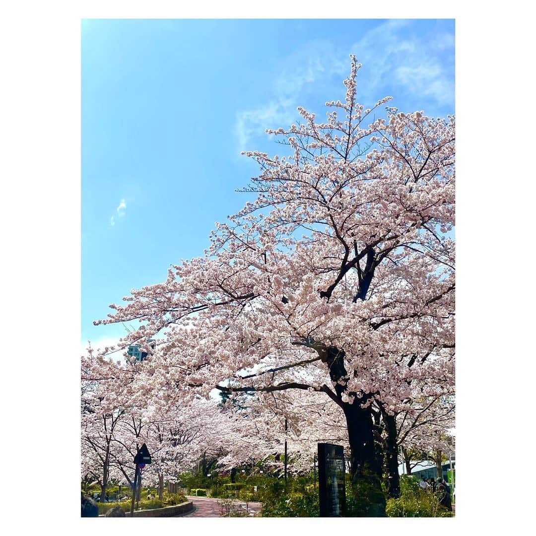長野美郷さんのインスタグラム写真 - (長野美郷Instagram)「満開！！！🌸🌸🌸  最高です それ以外 言葉が ない🥺  #桜 #満開 #日本の春 ってやっぱりいいな〜 #海外の英会話の先生に自慢しました 笑 #🌸」3月31日 12時50分 - misato_nagano_1127