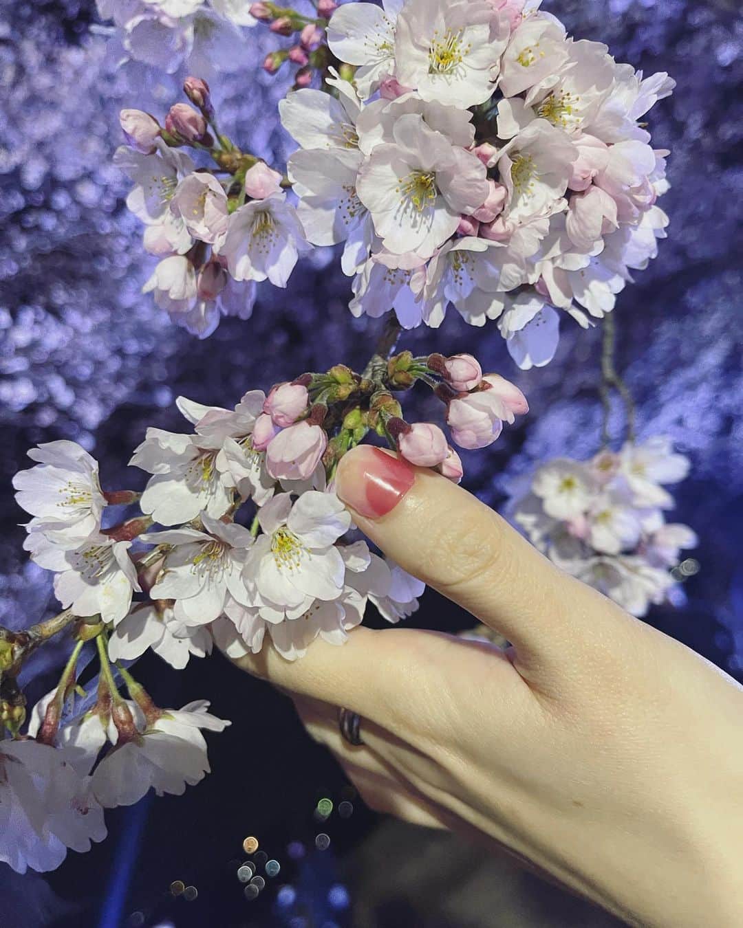 PORINのインスタグラム：「いちばんすきな季節🌸」