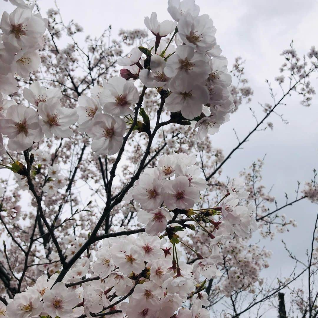 竹川美子さんのインスタグラム写真 - (竹川美子Instagram)「桜🌸 #さくら #桜 #バラ科サクラ属  #日本の国花 #花言葉 #精神美 #優美な女性 #純潔 #春の花 #癒し」3月31日 19時49分 - takegawamiko