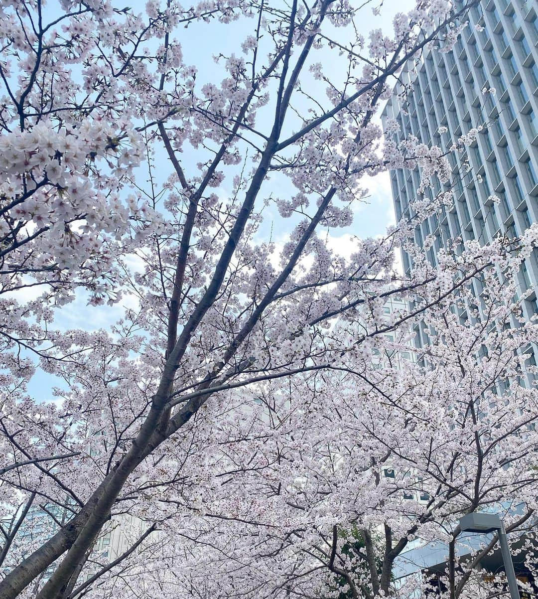 岡村仁美さんのインスタグラム写真 - (岡村仁美Instagram)「帰国から１カ月以上が経ち 満開の桜を楽しみつつも ロンドン生活が懐かしくなってきた今日この頃 ・ 日本に帰ってきて素晴しいなと思うのは どの駅にも必ずエレベーターがついていて 大きな双子ベビーカーでも電車でどこでも行けてしまうこと ・ ロンドンでは家の最寄り駅にはエレベーターがなかったので １年半住んでいて私一人で子供二人と出かけるのは徒歩圏内だけでした その代わりちょっと困っているとすぐに手を貸してくれる人はたくさん   #双子育児 #とにかく移動が大変 #ロンドン生活振り返り #日本のハード面の素晴らしさよ」3月31日 15時08分 - hitomi_okamura_