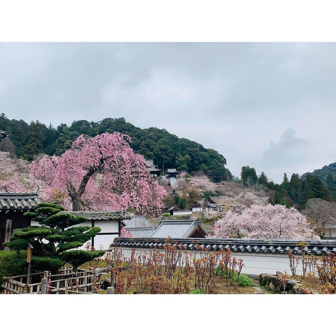 黒木千晶さんのインスタグラム写真 - (黒木千晶Instagram)「ロケ先にて、春の奈良🌸 満開の桜のおすそわけです  #桜」3月31日 15時44分 - kuroki.ytv