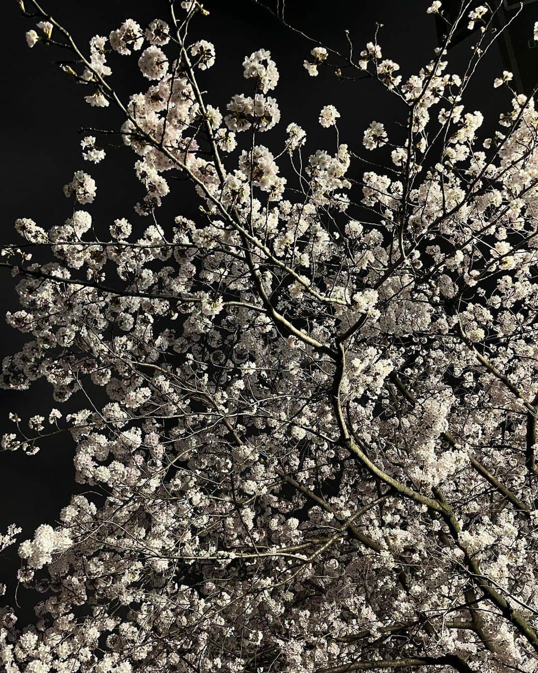 世古口凌さんのインスタグラム写真 - (世古口凌Instagram)「夜桜が綺麗」3月31日 16時07分 - ryo_sekoguchi