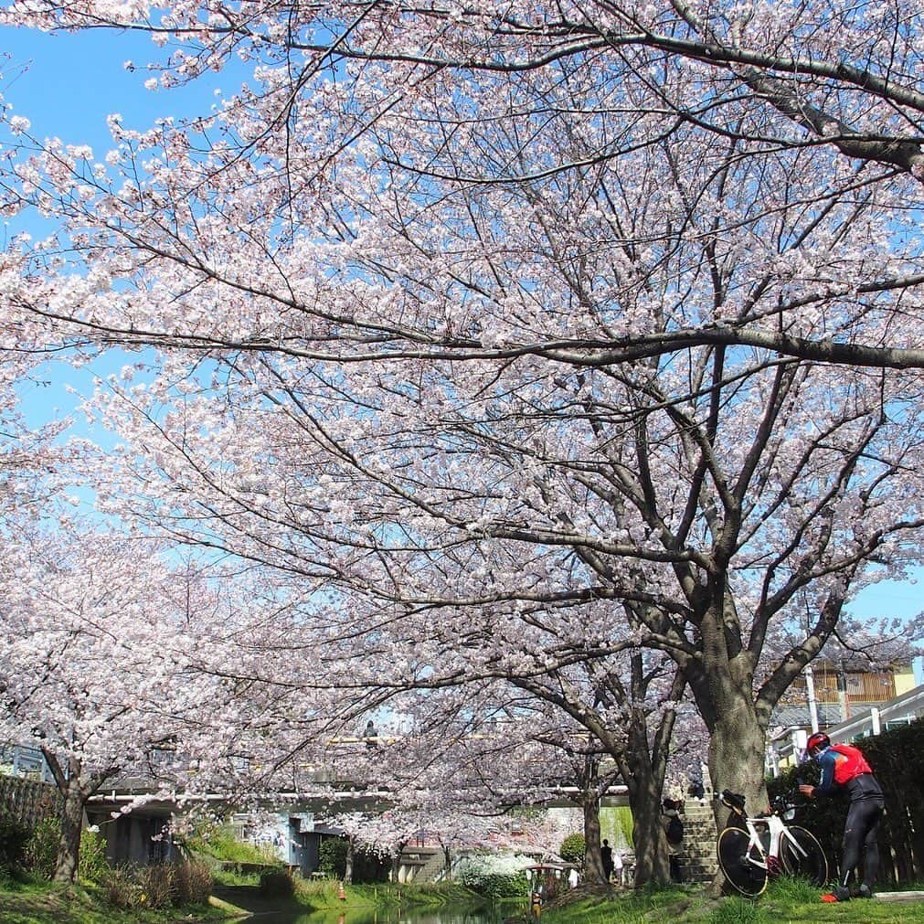Gekkeikan Sake Officialのインスタグラム：「Cherry blossom season has come. . #cherryblossom #cherryblossoms #cherry #cherries #sakura #flower #florals #flowers #spring #bloom #blossom #bloomingseason #gekkeikan #gekkeikansake #japan #kyoto #fushimi #桜 #月桂冠 #月桂冠大倉記念館 #京都 #伏見 #伏見十石舟 #十石舟」