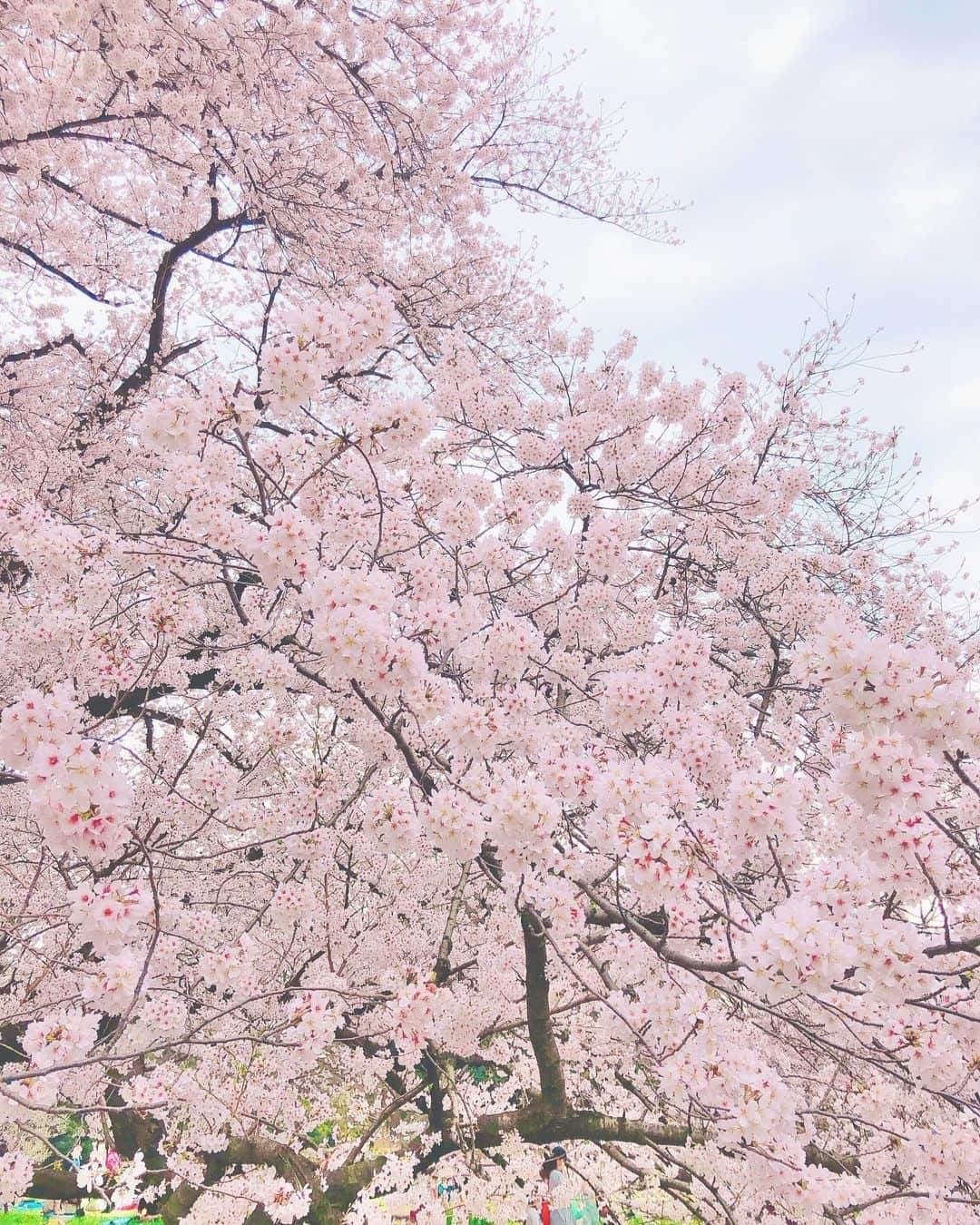 山村ゆりかさんのインスタグラム写真 - (山村ゆりかInstagram)「砧公園行ってきた🌸 おすすめです♡ . . . #桜 #お花見 #砧公園 #フォトスポット #cherryblossom」3月31日 17時34分 - rika_m_1221