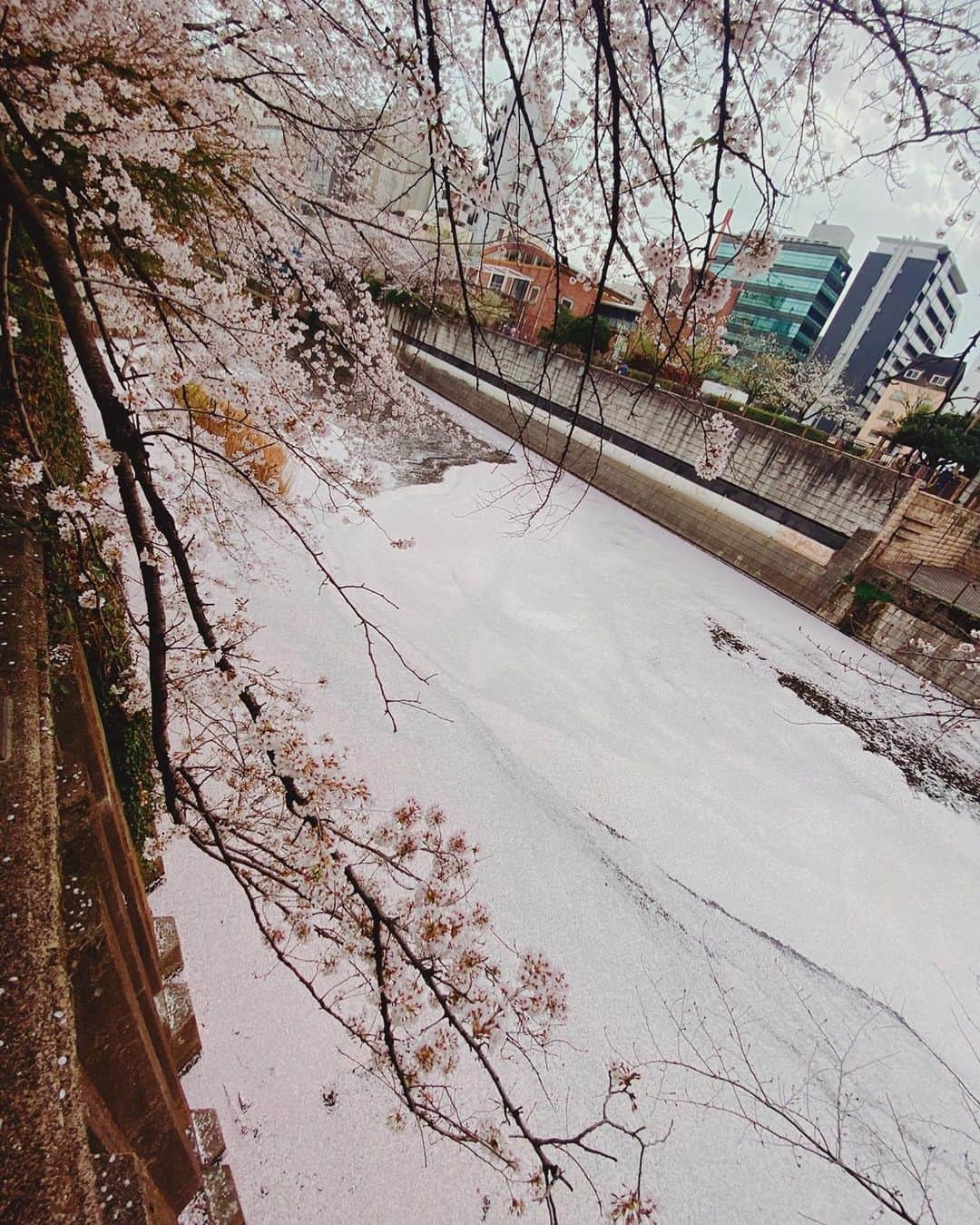 のインスタグラム：「川面に浮かぶ桜哉。  #花筏」