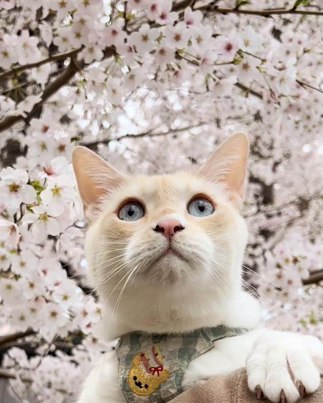 ソルトのインスタグラム：「今年もこの季節がやってきました🌸  #ソルくんと桜」