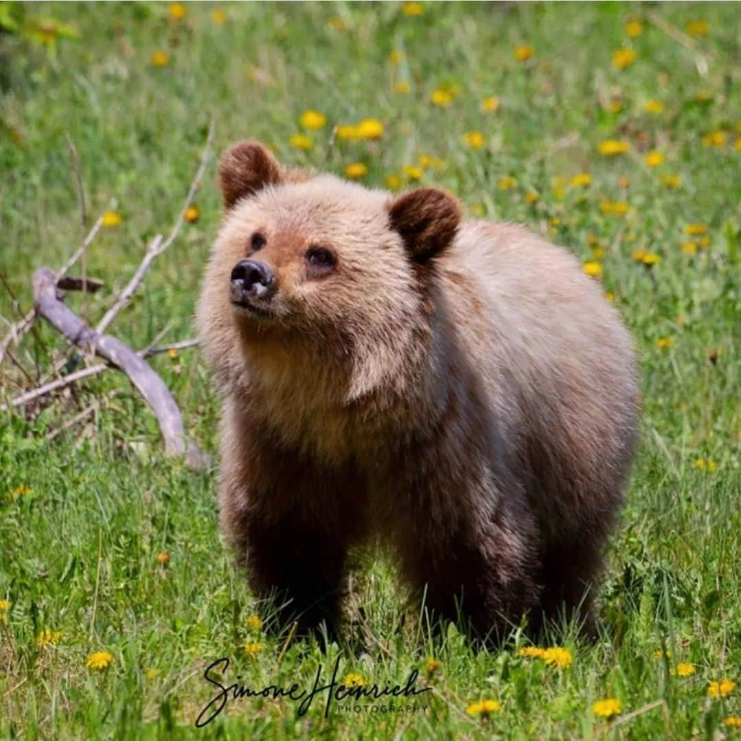 Bearsのインスタグラム：「Look at this fluffy furball! 😍  Thank you, @simoneheinrichphotography! What an amazing shot! ❤️  #bear #bears #bearcub #cub #animal #animals #saveourbears #bearlove #savetheanimals #love #cute #sweet #adorable #nature #photo #wildlife #photography #wildlifephotography #lovely #animallove #belovedbears」