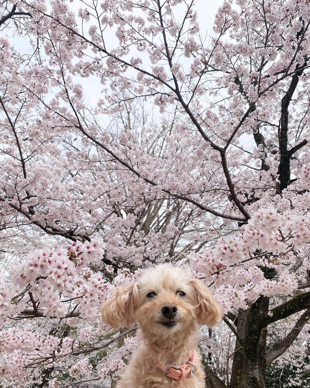 夏焼雅のインスタグラム：「🌸💕🌸💕🌸💕 さくらとぴーちゃん🫰🏻💖💖💖 @peace.happy.peace   まだまだお花見したいな〜🍡」