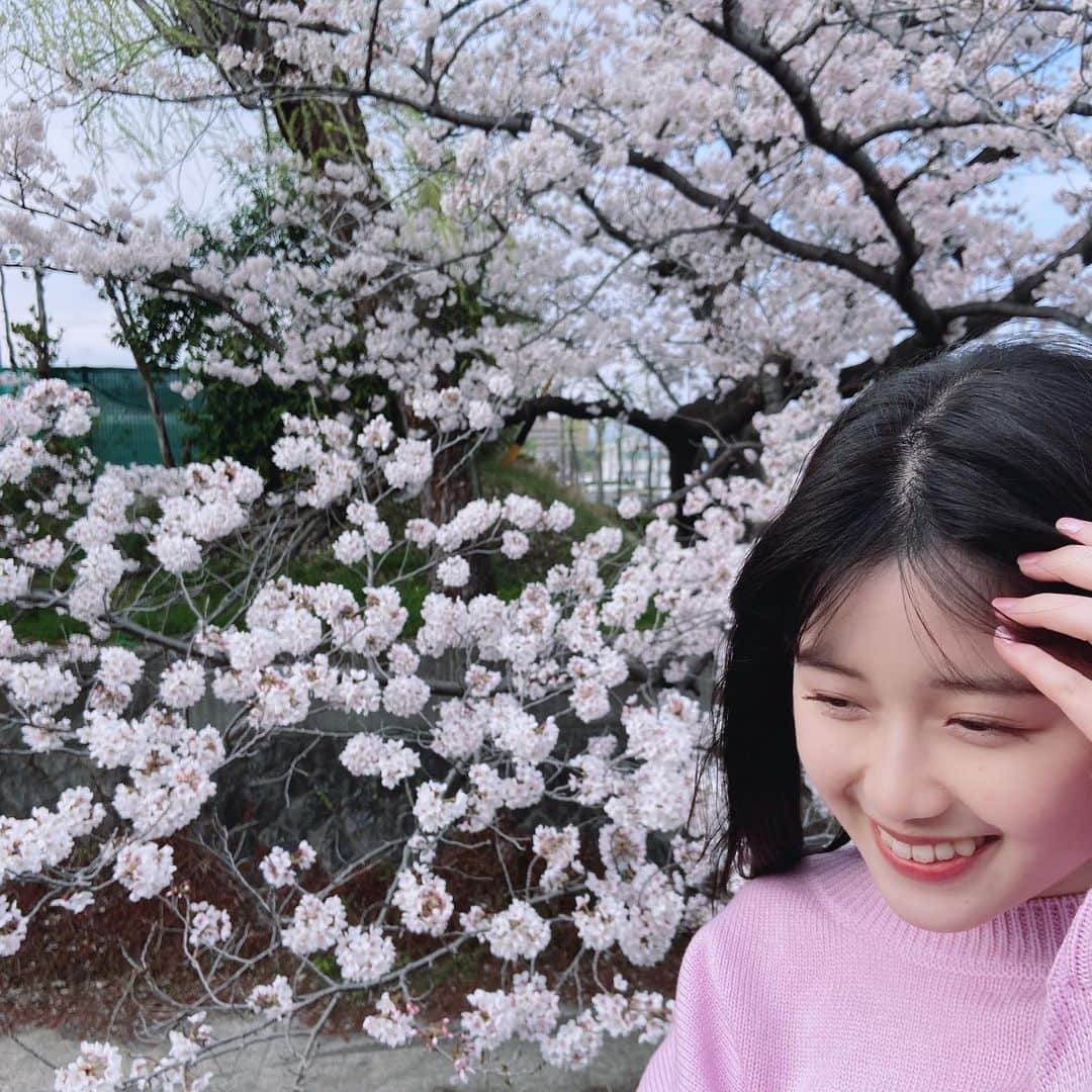 河村果歩さんのインスタグラム写真 - (河村果歩Instagram)「🌈🍒  桜が咲いてきたので見に行ってきました~  色んな色の桜があって面白かったです🌷  皆さんの所も咲いてますか~？　  #河村果歩  #nicola #ニコラ #ニコモ #ニコラ4月号発売中」3月31日 18時07分 - kawamura_kaho_official