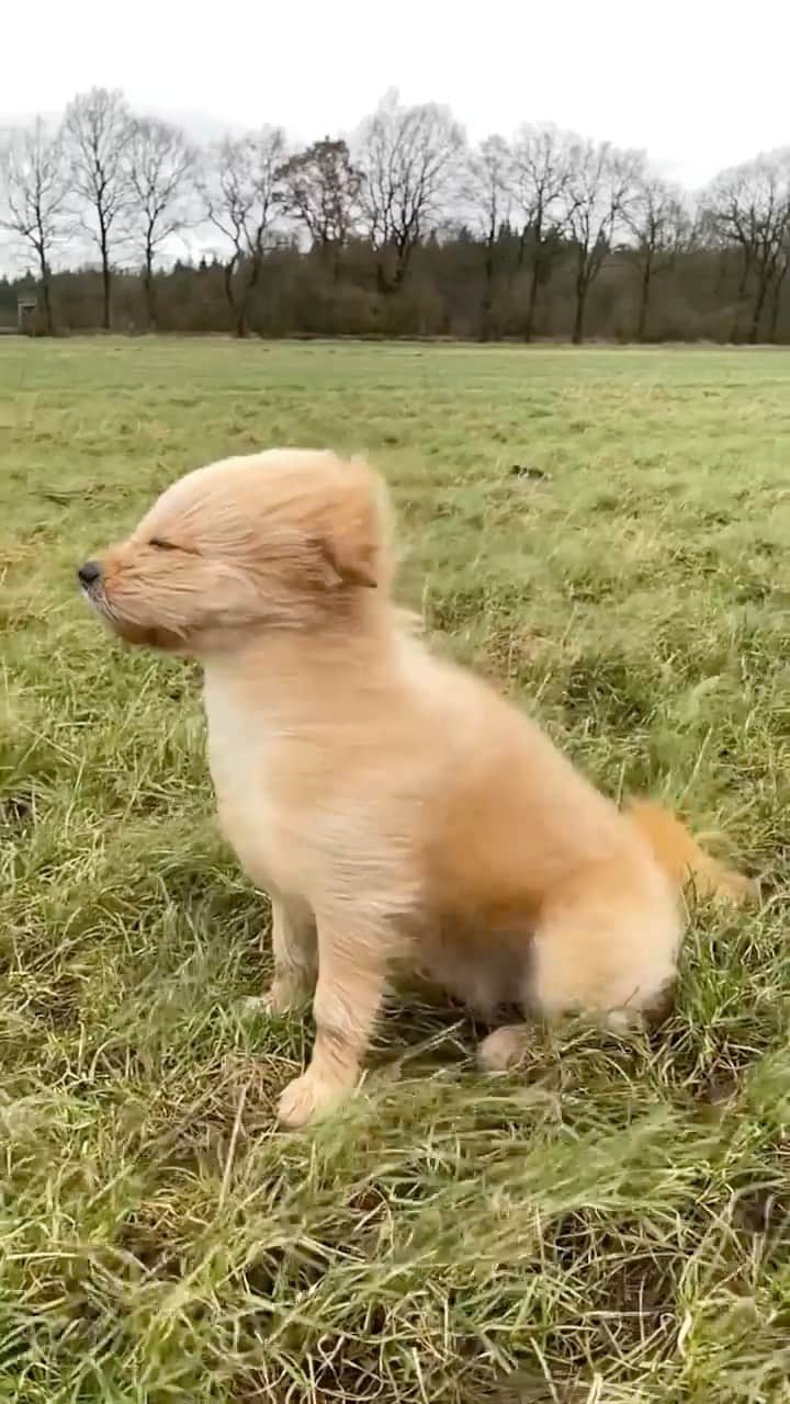 animalsのインスタグラム：「Just a little windy 😅💨 Video by: @knutini_ Music by: Céline Dion - It’s All Coming Back to Me Now」