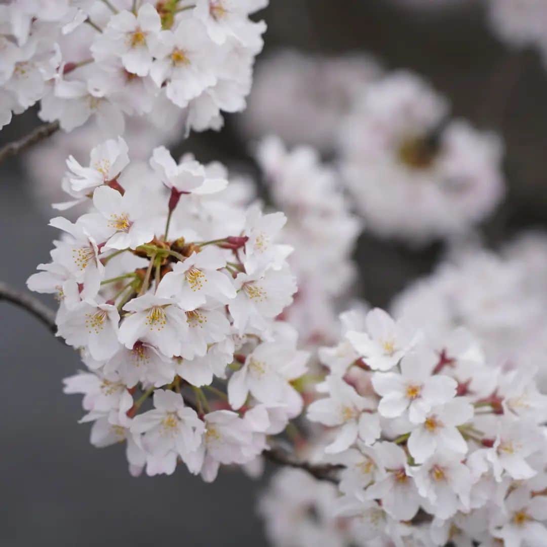 植田佳奈さんのインスタグラム写真 - (植田佳奈Instagram)「#桜 #お花見」3月31日 20時30分 - ueda__kana