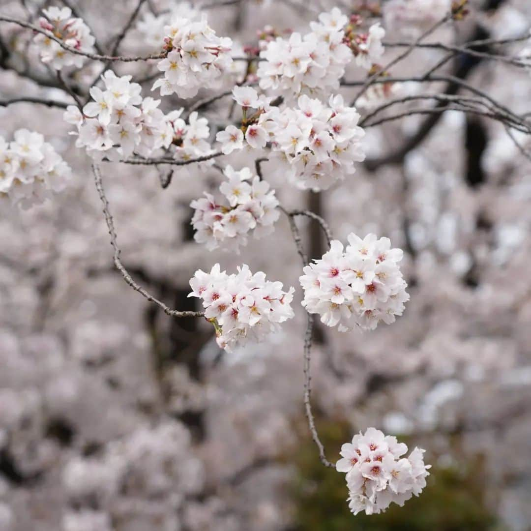 植田佳奈のインスタグラム：「#桜 #お花見 #ソメイヨシノ」