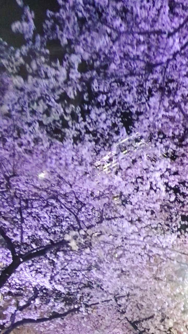 平子理沙のインスタグラム：「🌸🌸🌸🌸🌸🌸🌸🌸🌸🌸渋谷の桜ヶ丘町の夜桜。桜のトンネルになっていてとっても綺麗でした🌸🌸🌸✨✨✨🌸 #桜#夜桜#cherryblossom tokyo#lifestyle#fashion#beauty#risahirako #平子理沙」