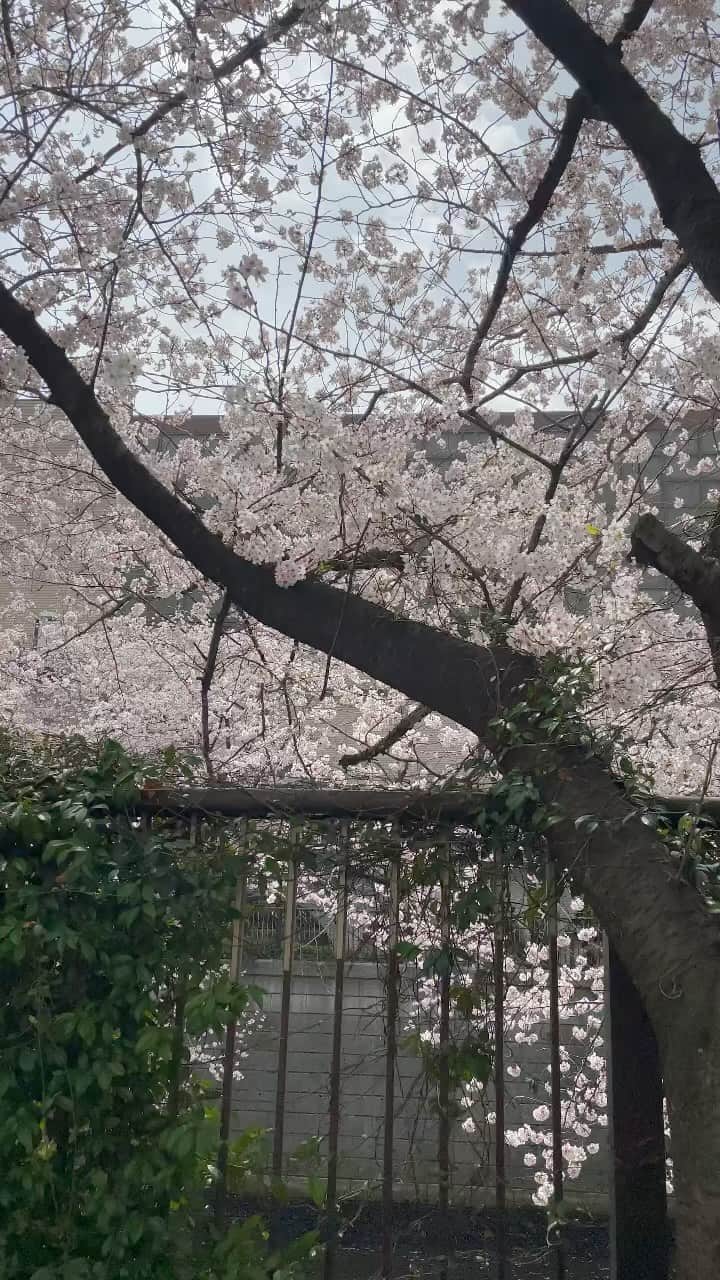 近藤真琴のインスタグラム：「まこととふうねと桜🌸」