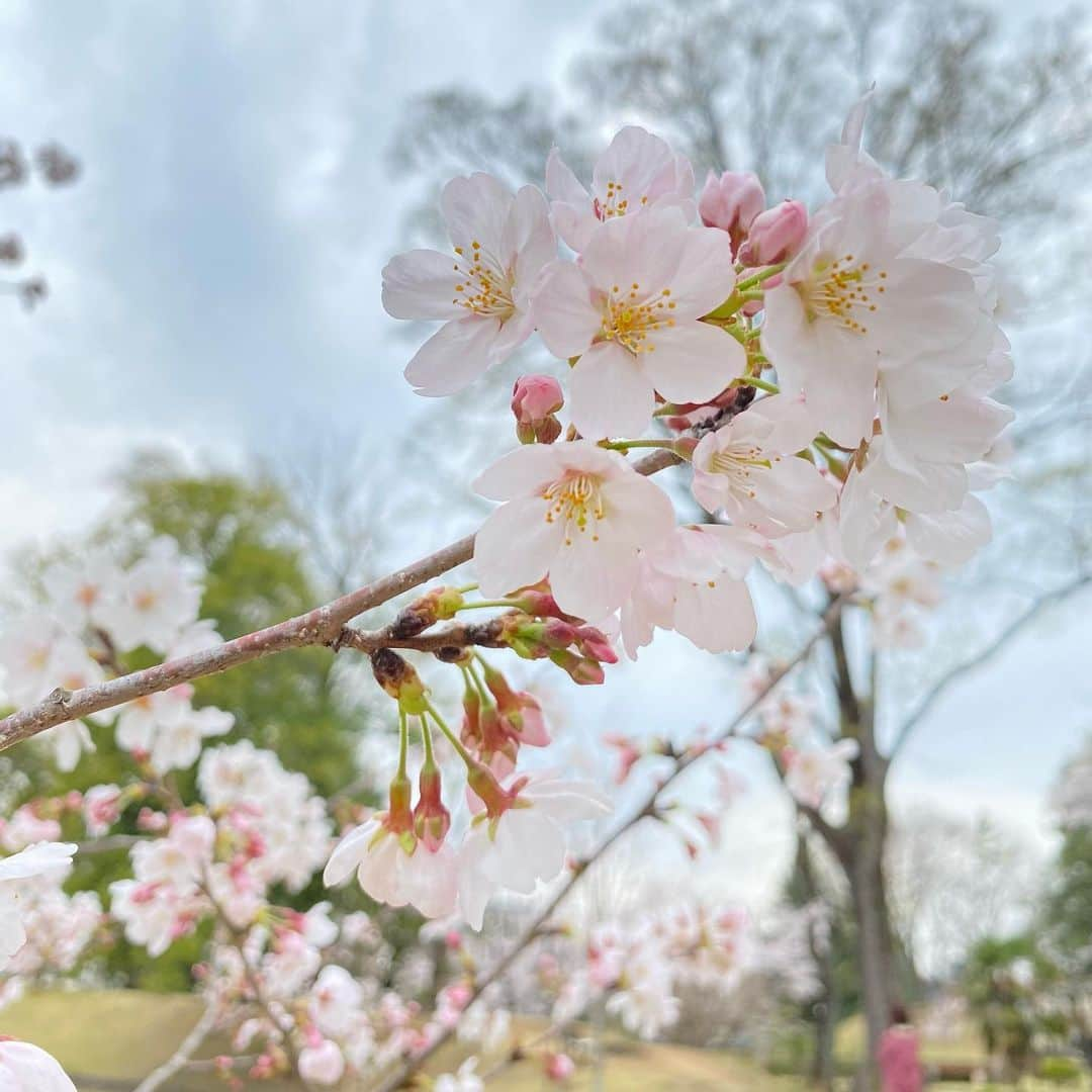 小室ゆらさんのインスタグラム写真 - (小室ゆらInstagram)「⌇🌸 ⁡ ⁡ 母と地元の桜を見に ☺︎︎ ⁡ なんだか今年は一段と綺麗な気がして、 見つける度に写真撮ったな~🥰 ⁡ 桜にいい感じに埋もれたかったんだけど 「なんか背負ってるみたいだよ」って 母に言われてしまった…笑 ⁡ ⁡ ♡」3月31日 21時15分 - komuro_yura_official