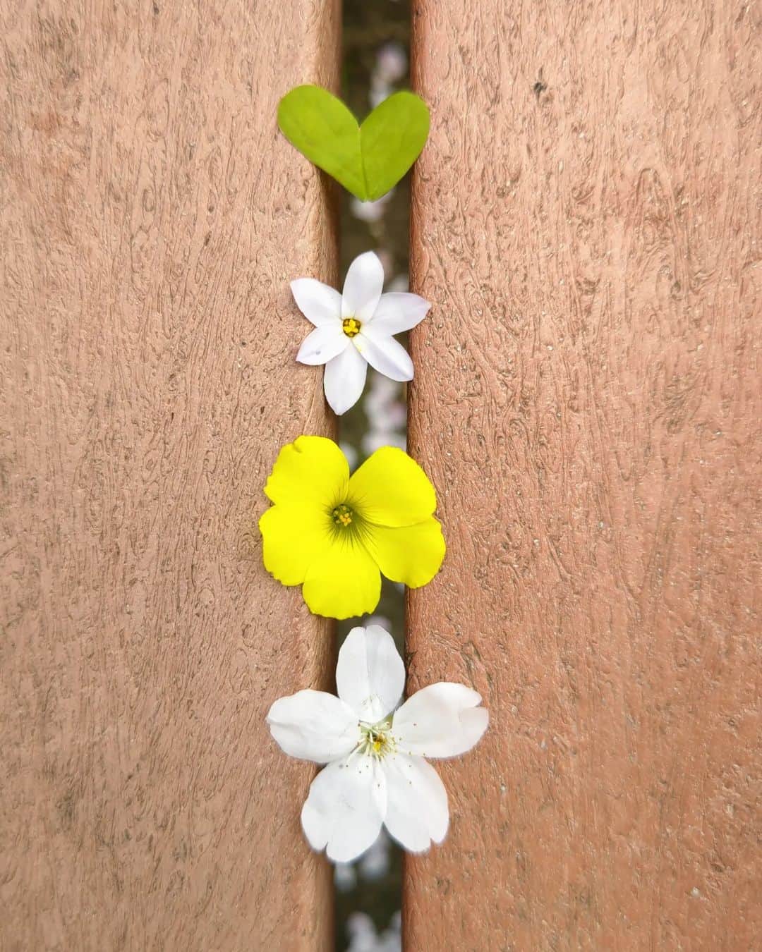 中田有紀さんのインスタグラム写真 - (中田有紀Instagram)「落ちていた花や葉っぱを集めてベンチの隙間に並べたら、ちょっとアートになった。 #公園にて #娘作 #花拾い」3月31日 21時56分 - akinakada0508