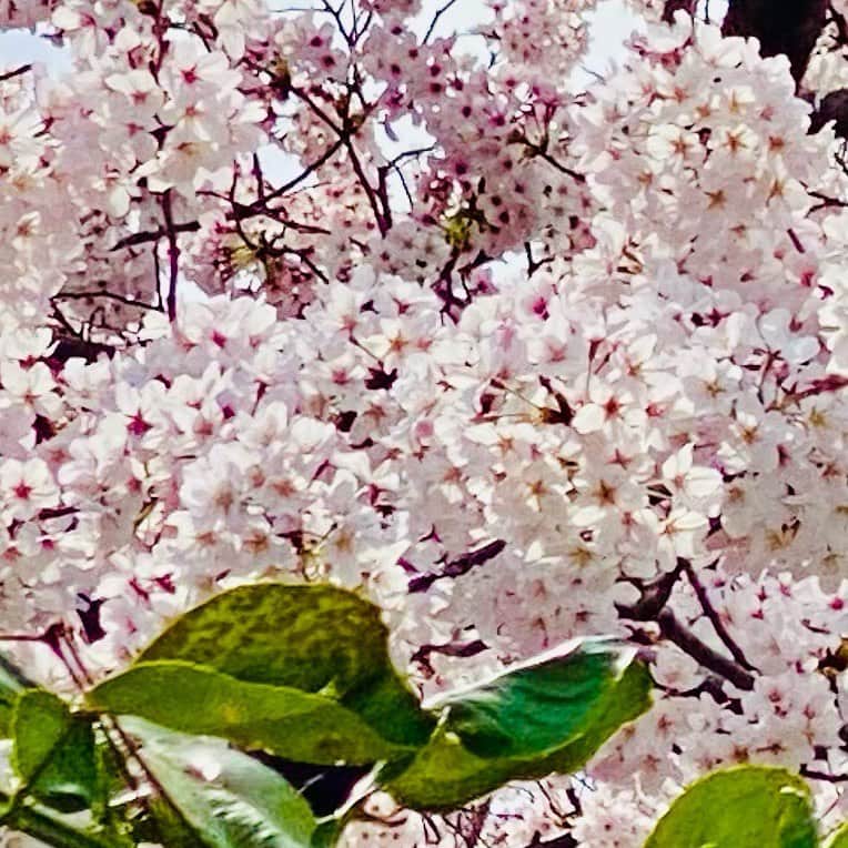 河瀬茉希のインスタグラム：「🌸」