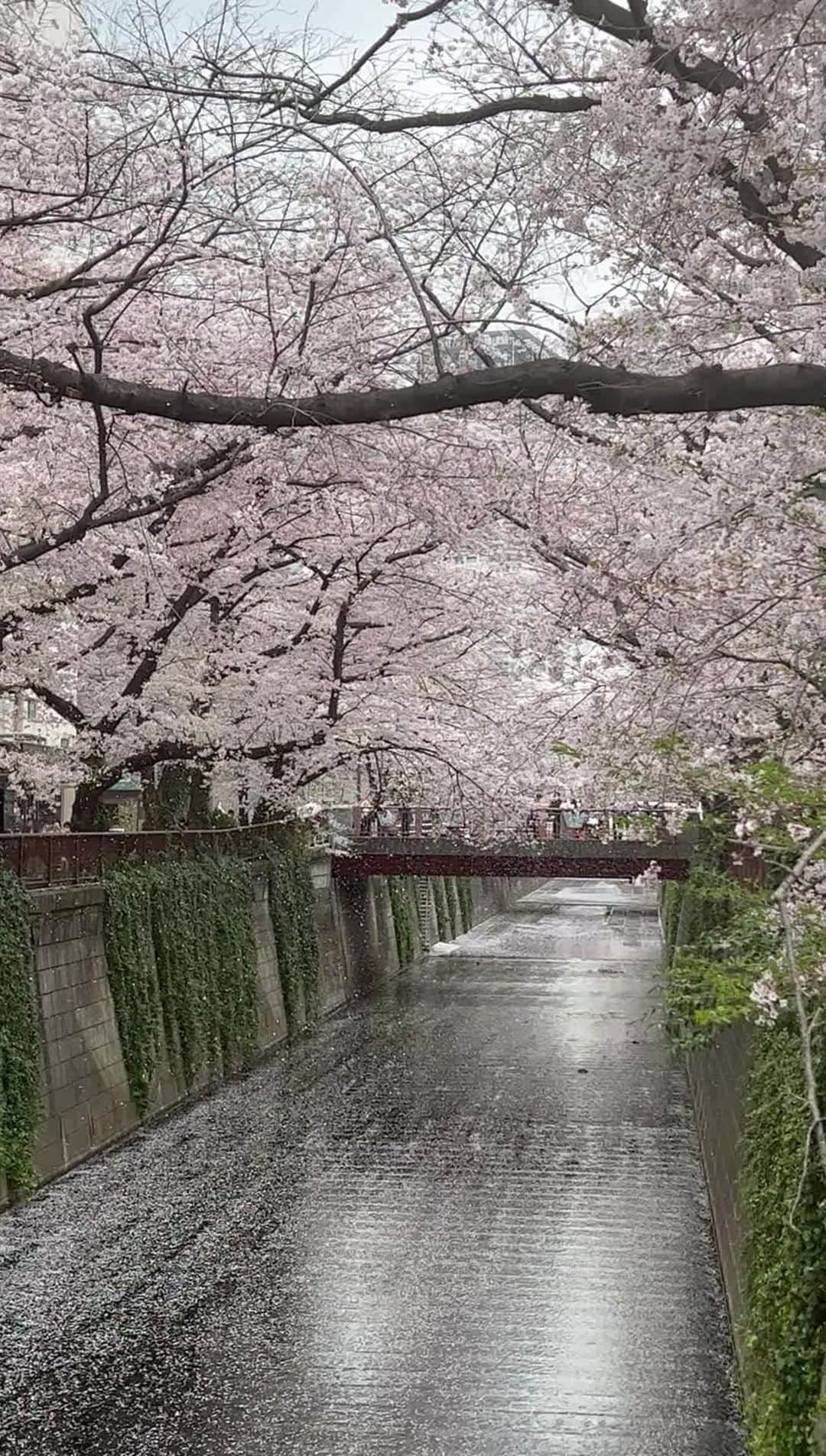 池沢理美のインスタグラム：「桜吹雪@目黒川」